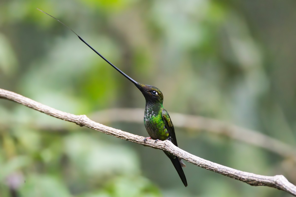 Sword-billed Hummingbird - ML644278438