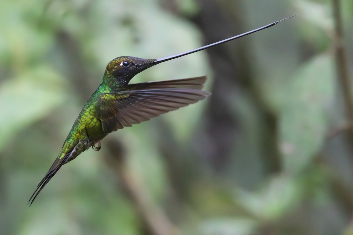Sword-billed Hummingbird - ML644278440