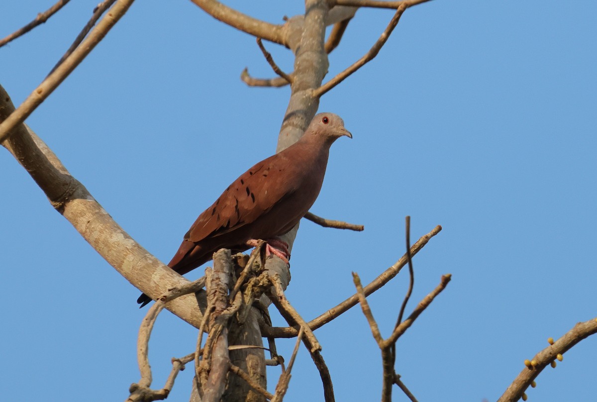 Kızıl Serçe Kumrusu - ML644278441