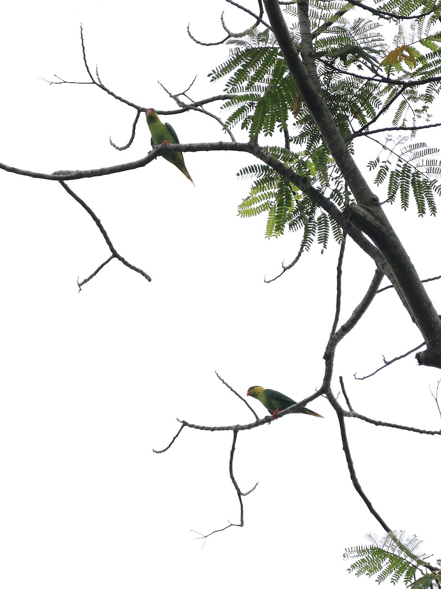 Red-flanked Lorikeet - ML644278457