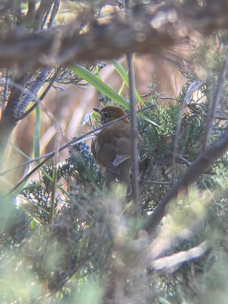 Wood Thrush - ML644278459