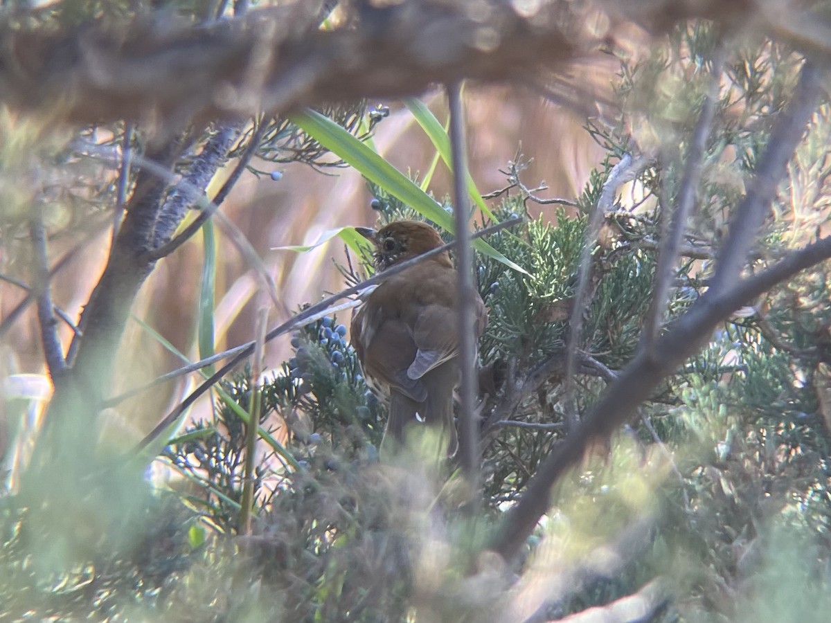 Wood Thrush - ML644278461