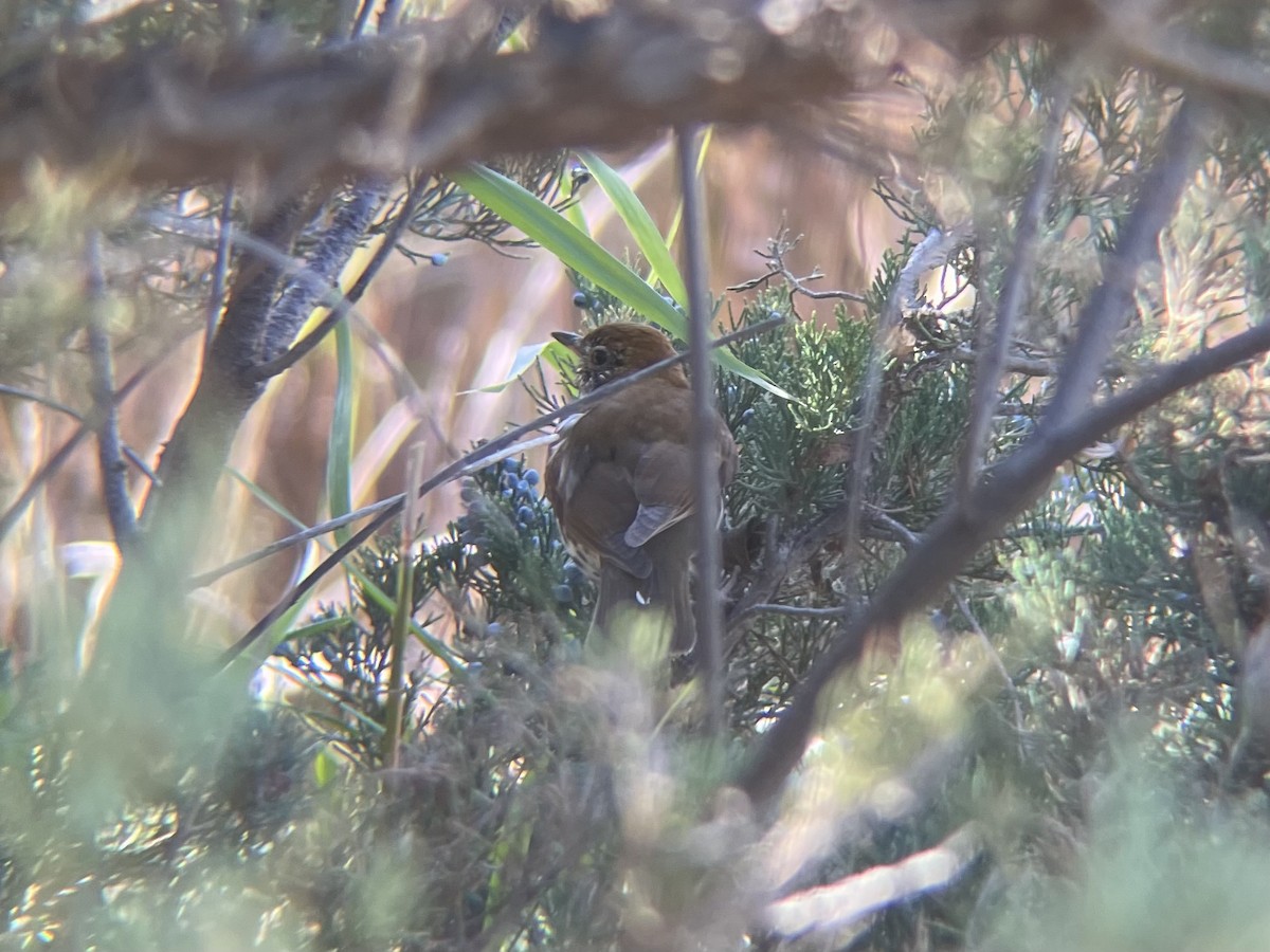 Wood Thrush - ML644278462