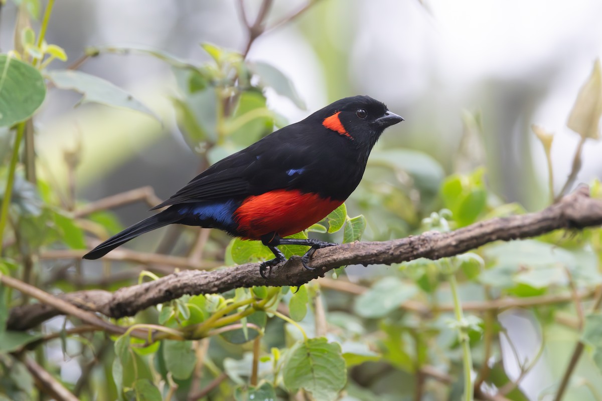 Scarlet-bellied Mountain Tanager - ML644278463
