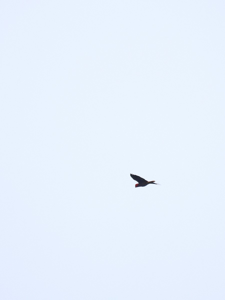 Moluccan Eclectus - ML644278464