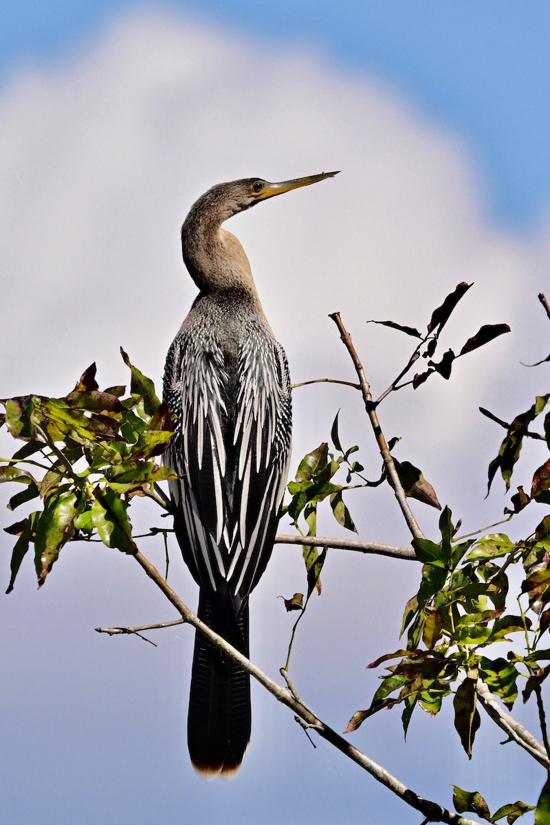 Anhinga - ML644278466