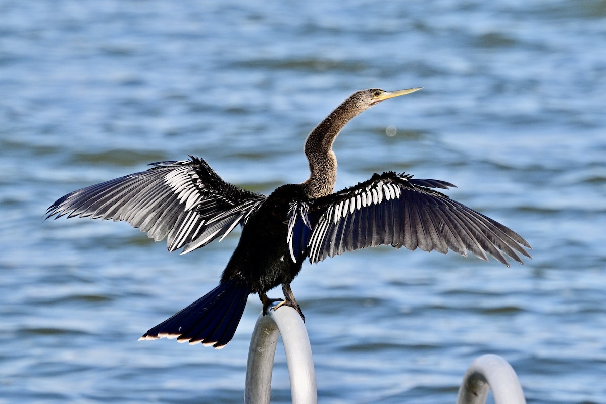 Anhinga - ML644278467