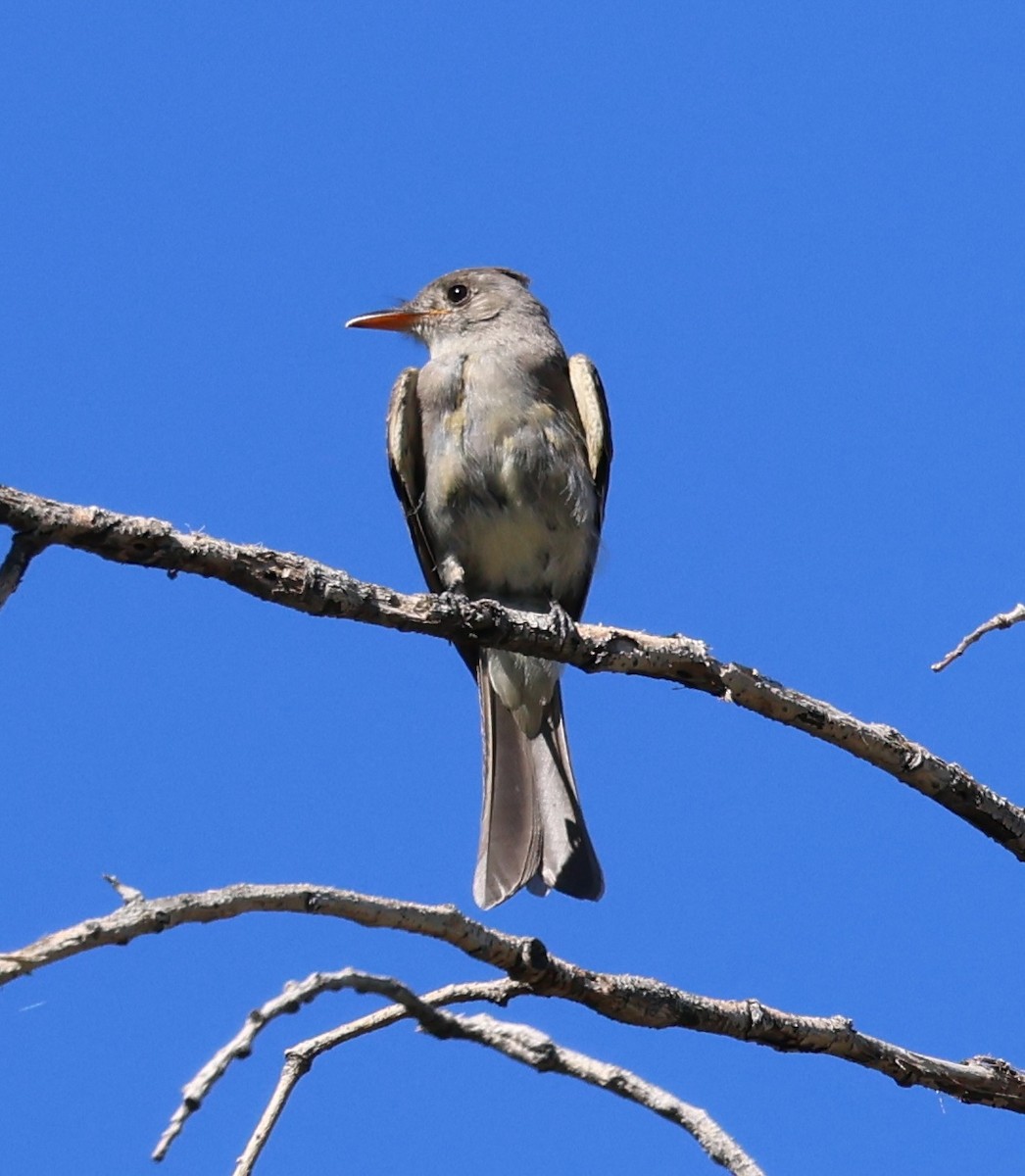 Greater Pewee - ML644278468