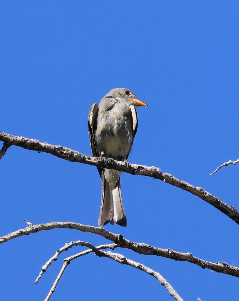 Greater Pewee - ML644278469