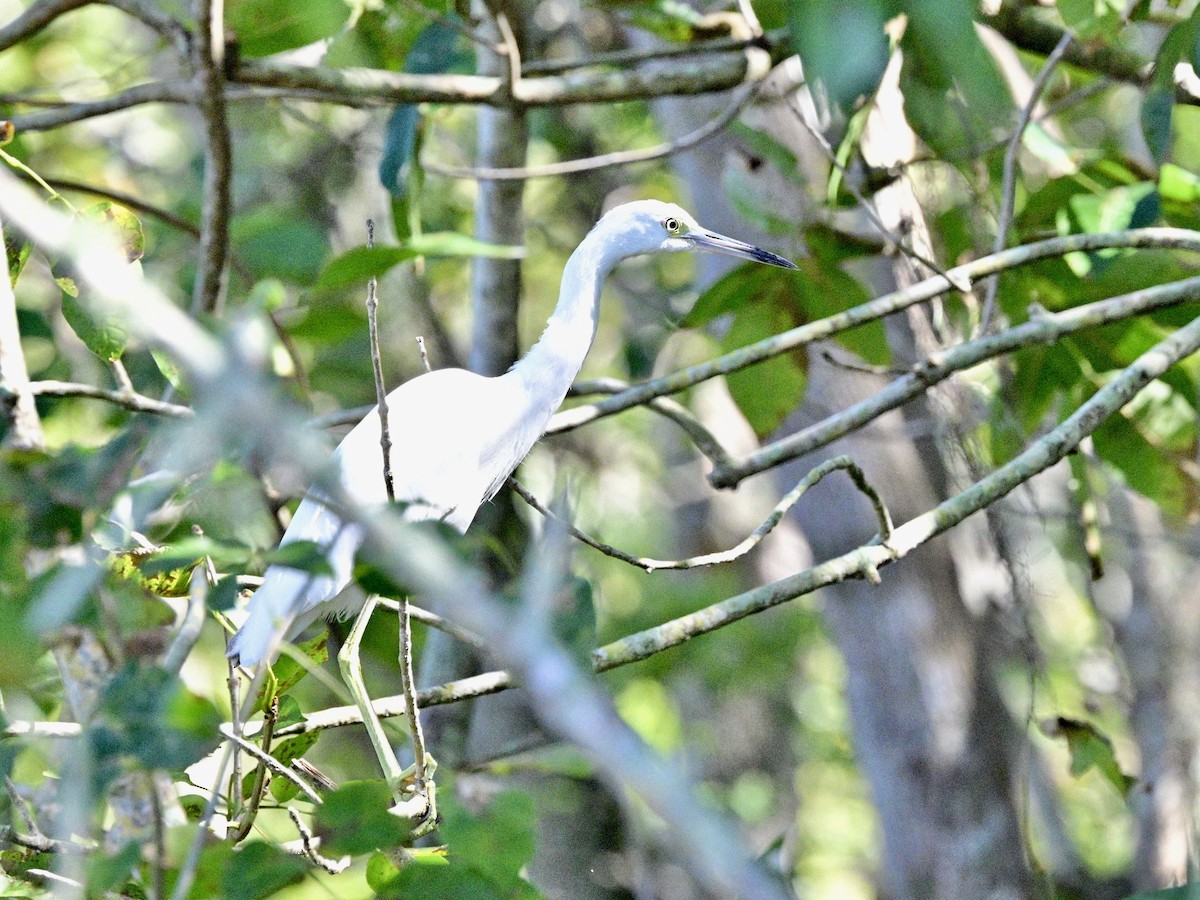 Little Blue Heron - ML644278471