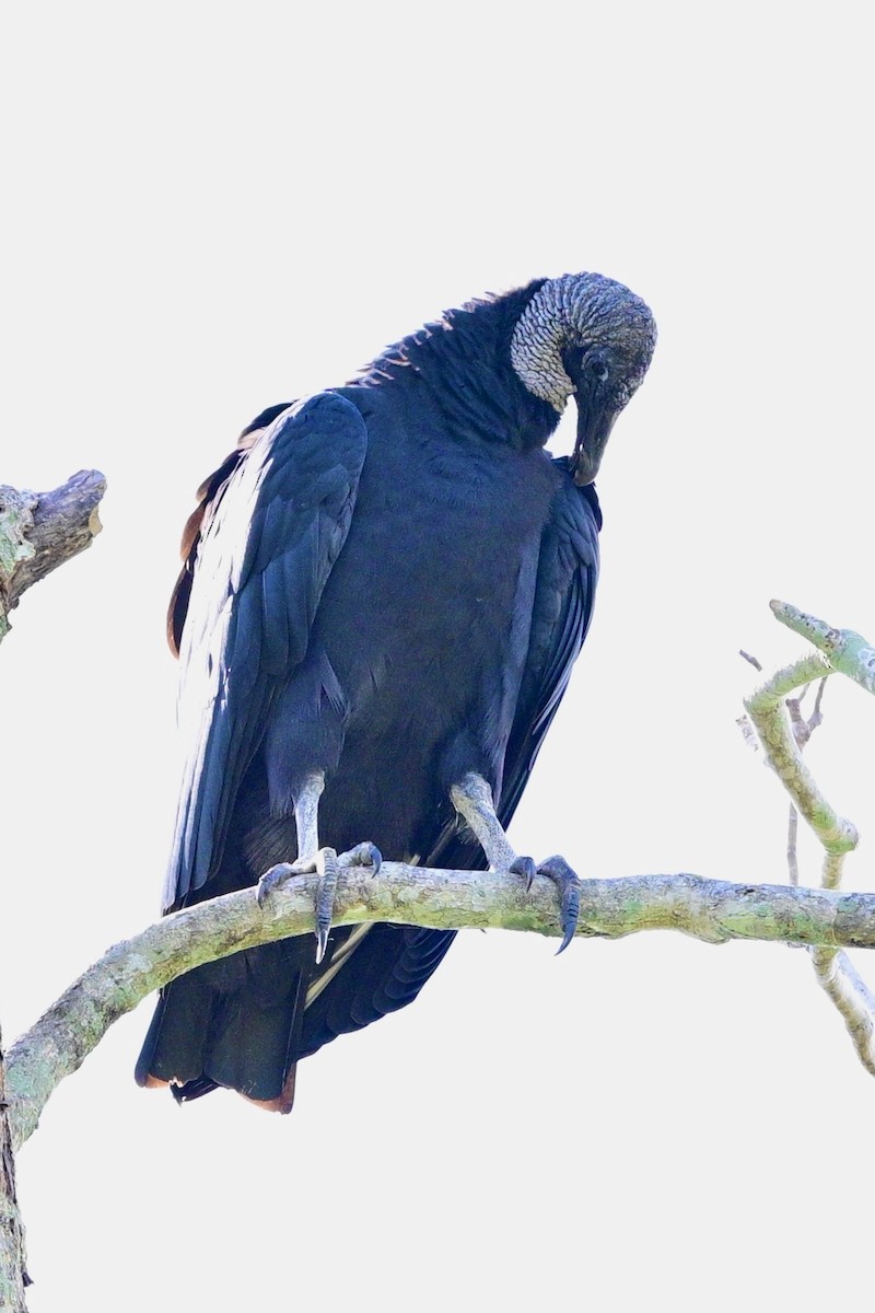 Black Vulture - ML644278480