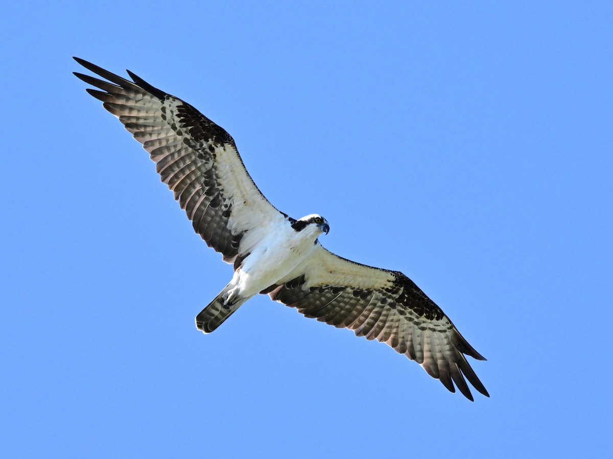 Osprey - ML644278482