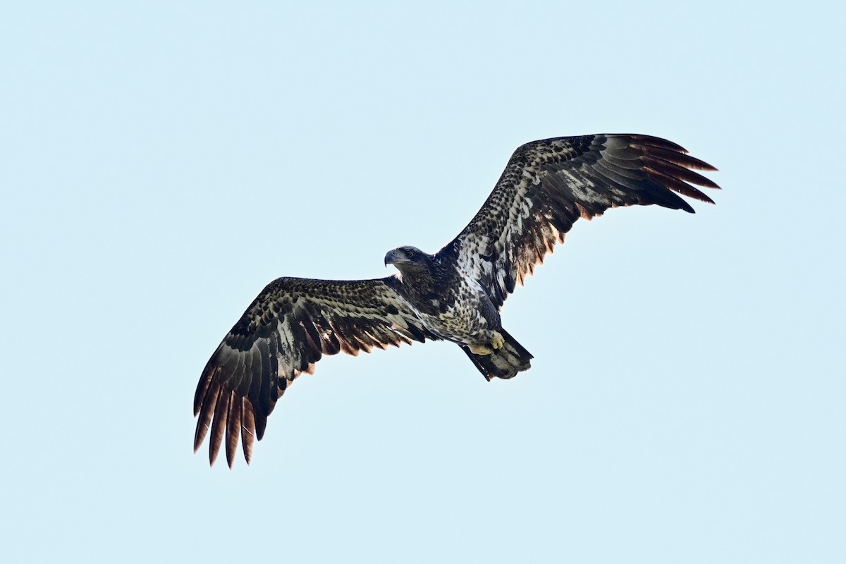 עיטם לבן-ראש - ML644278489