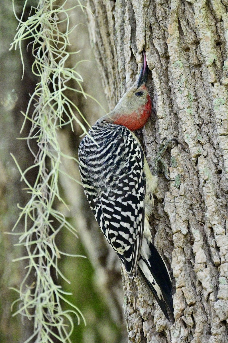 Red-bellied Woodpecker - ML644278495