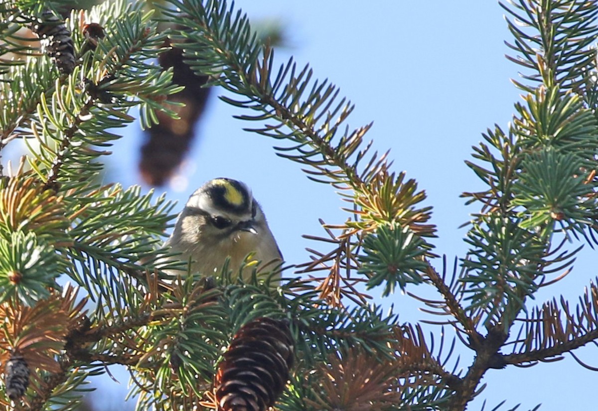 Golden-crowned Kinglet - ML644278497