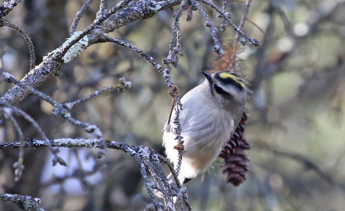 Golden-crowned Kinglet - ML644278498