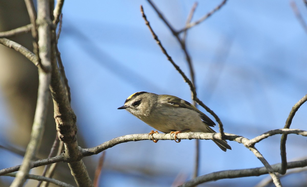 Golden-crowned Kinglet - ML644278499