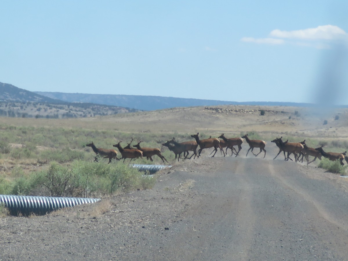 American Elk - ML644278502