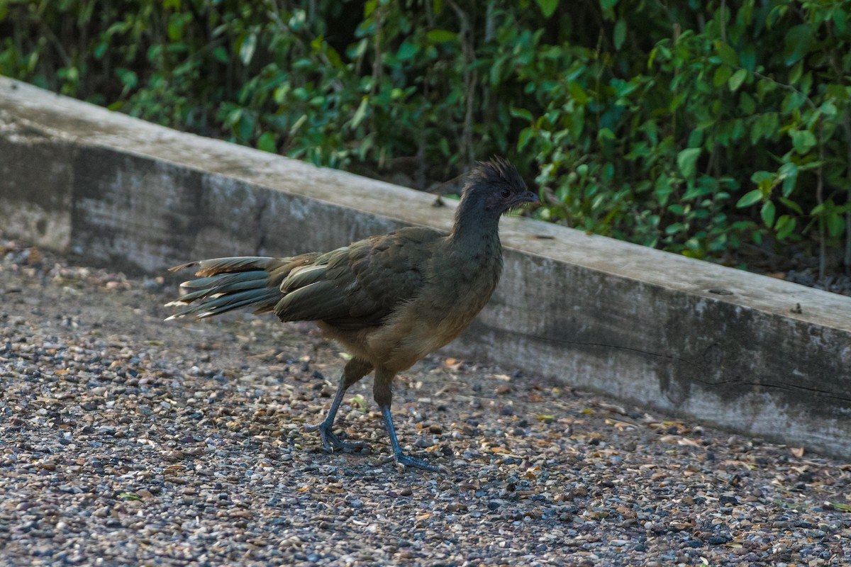 Бурокрылая чачалака - ML644278503