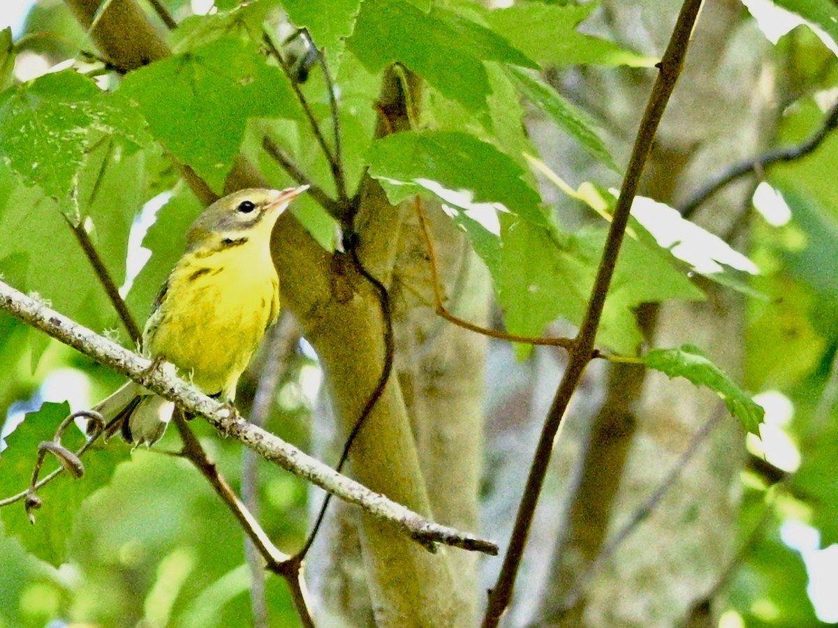 Prairie Warbler - ML644278507