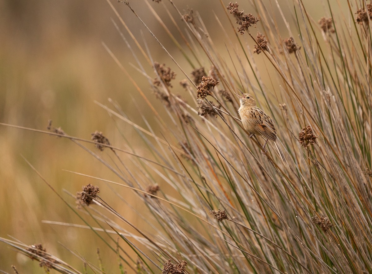 Hudson's Canastero - ML644278510