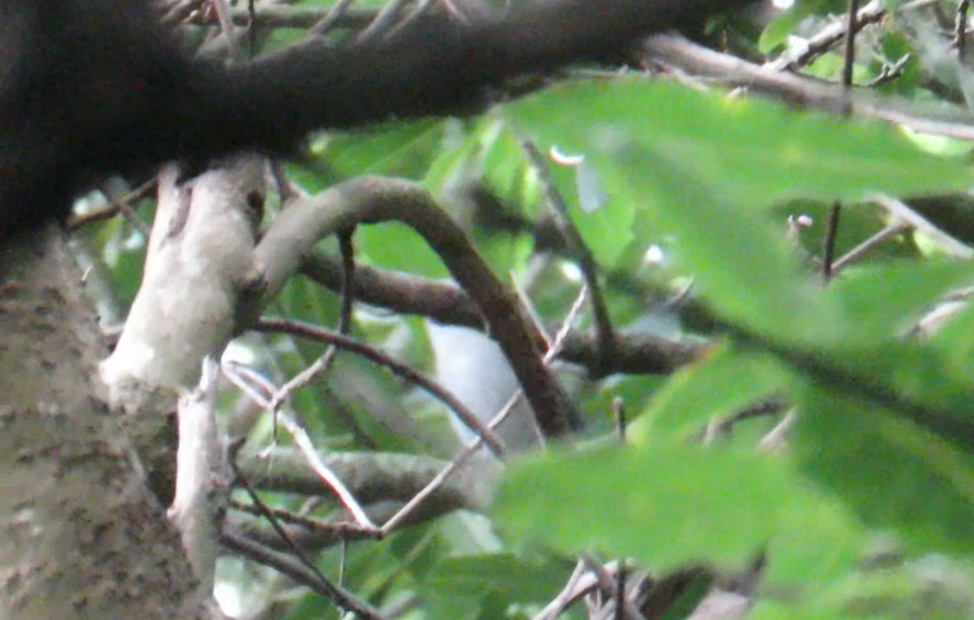 Chestnut-sided Warbler - ML644278515