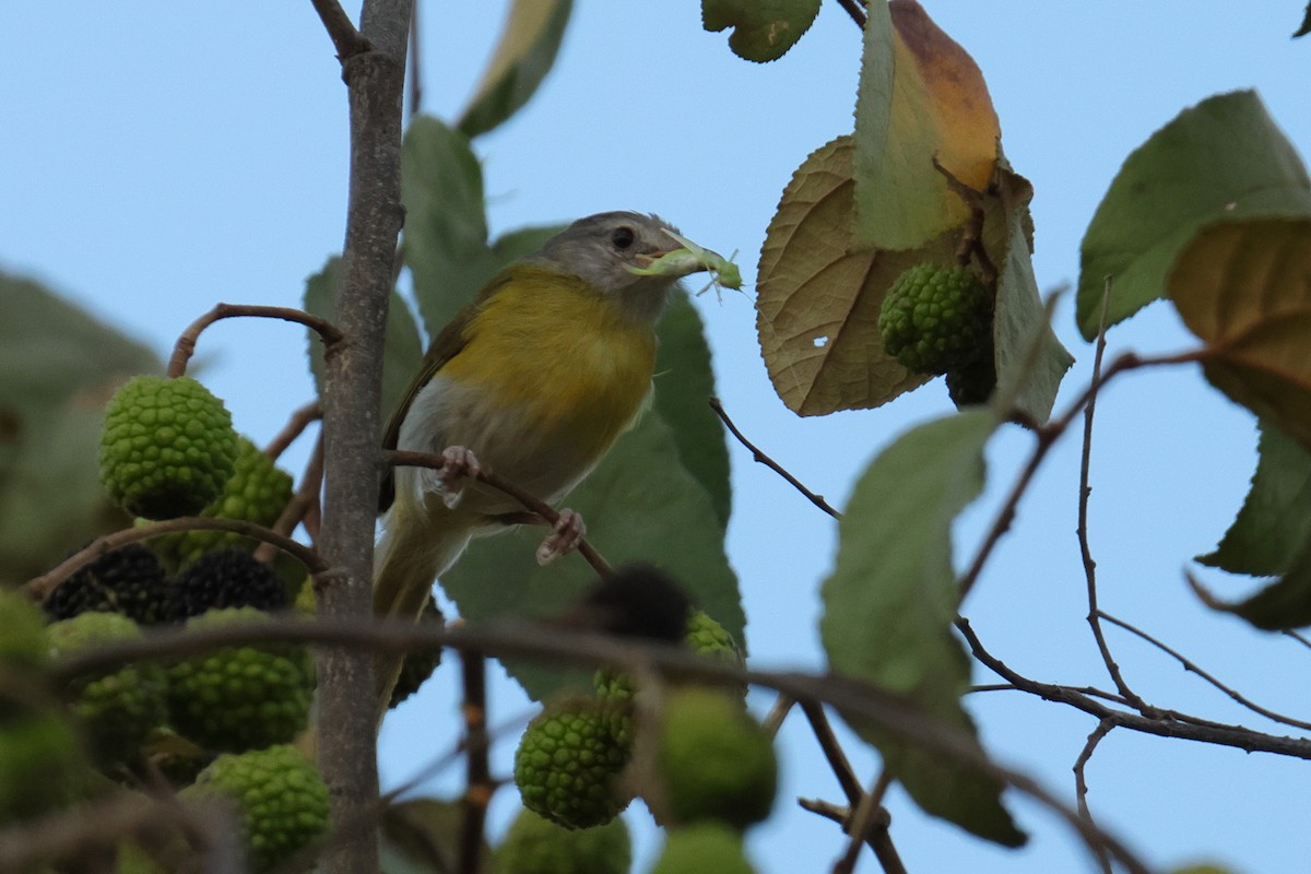 Gri Başlı Yaprak Vireosu - ML644278523