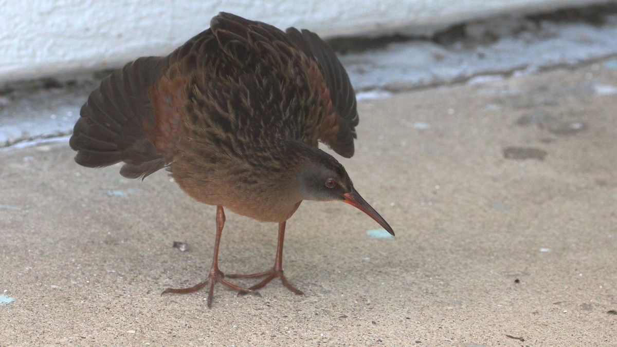 Virginia Rail - ML644278524