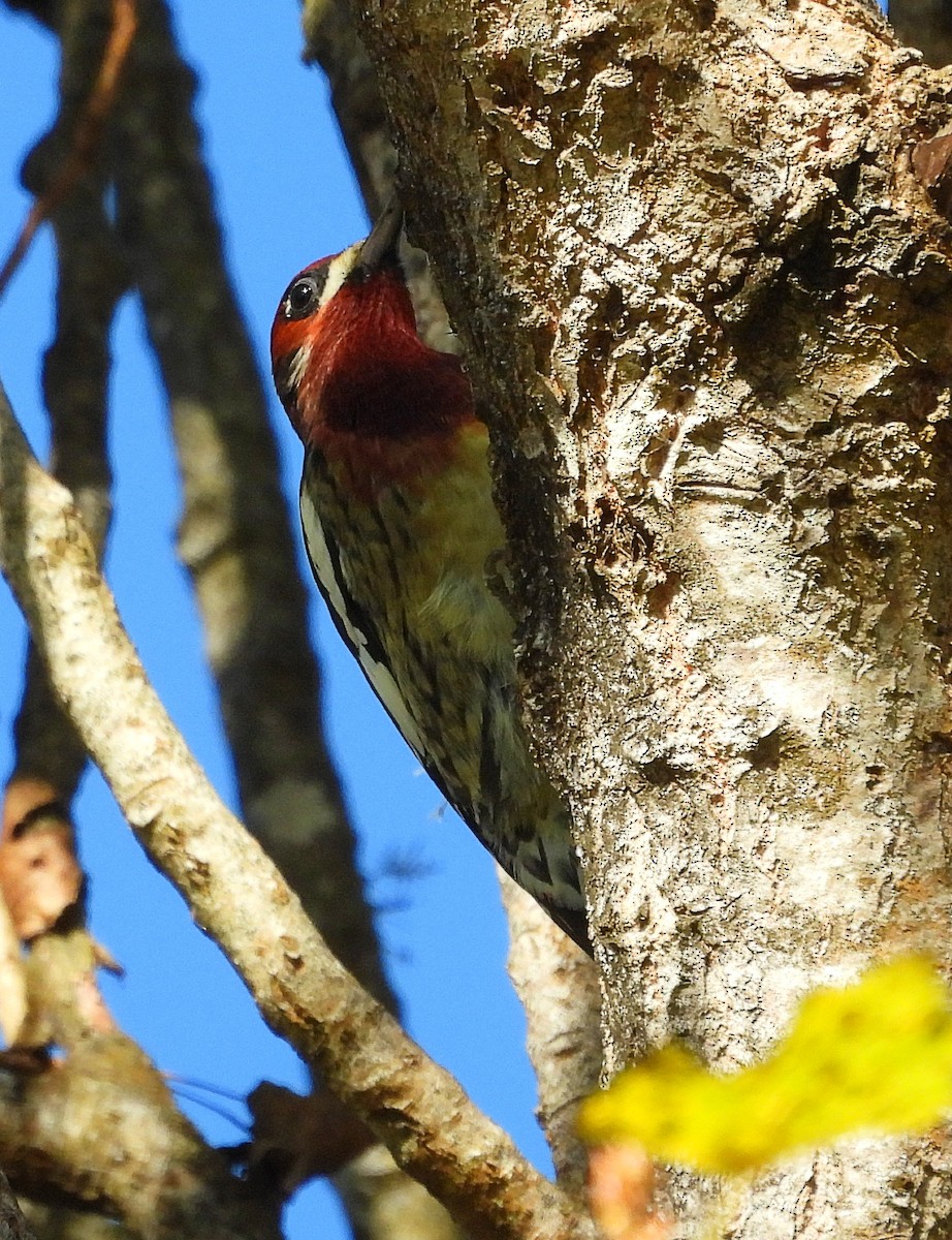 ムネアカシルスイキツツキ - ML644278535