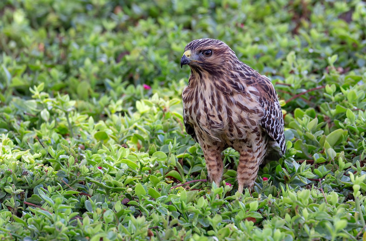 Red-shouldered Hawk - ML644278536