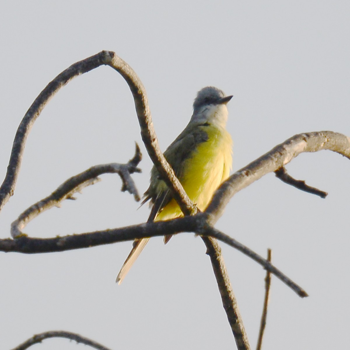 ヒガシオリーブタイランチョウ - ML644278537