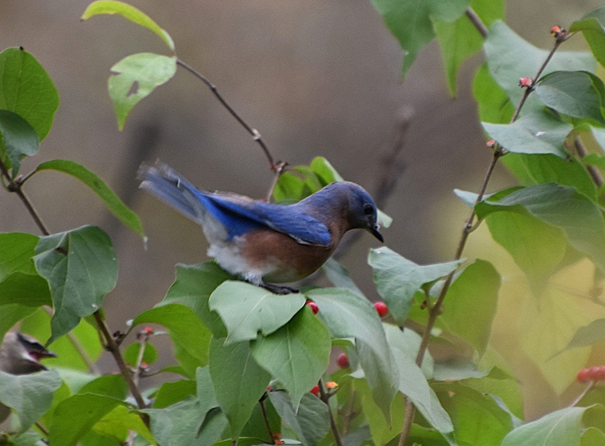 ルリツグミ - ML644278539