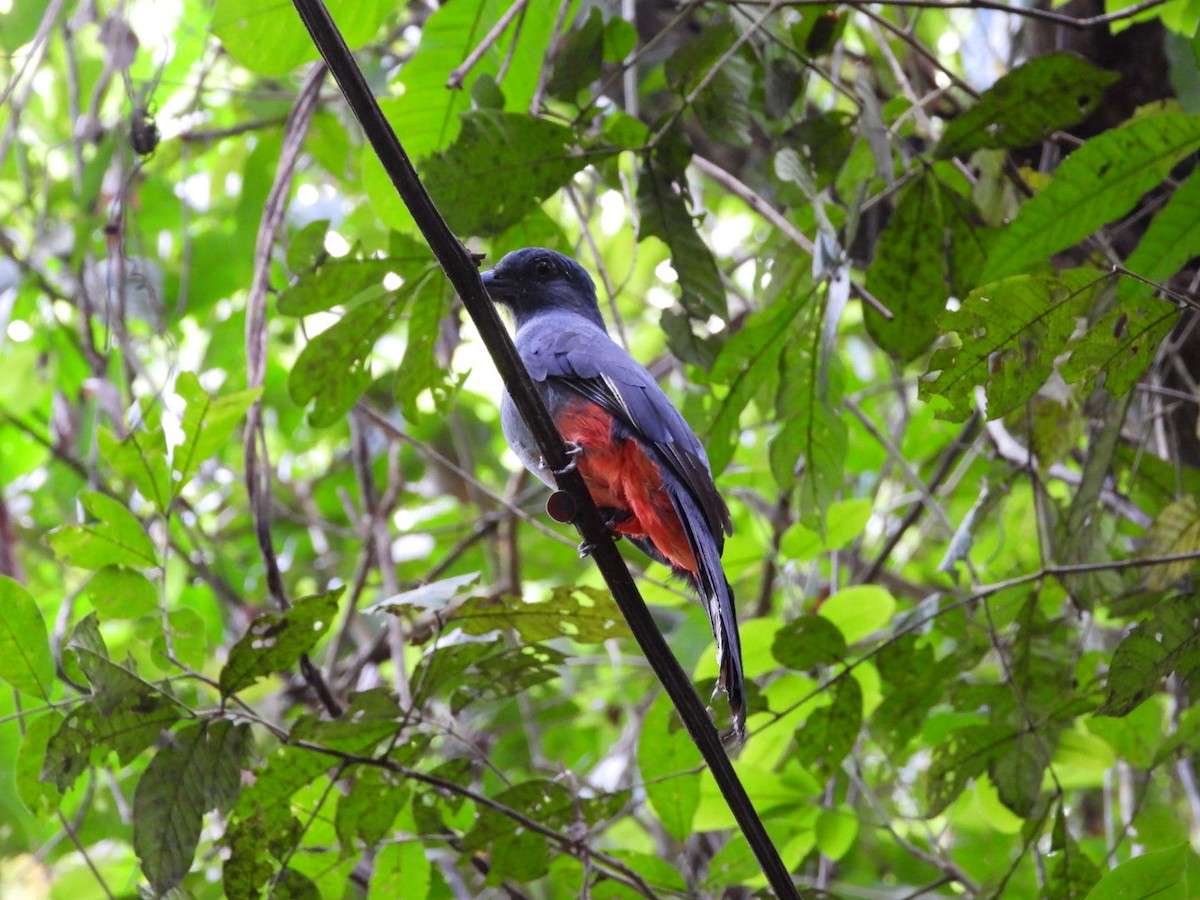 オグロキヌバネドリ - ML644278540