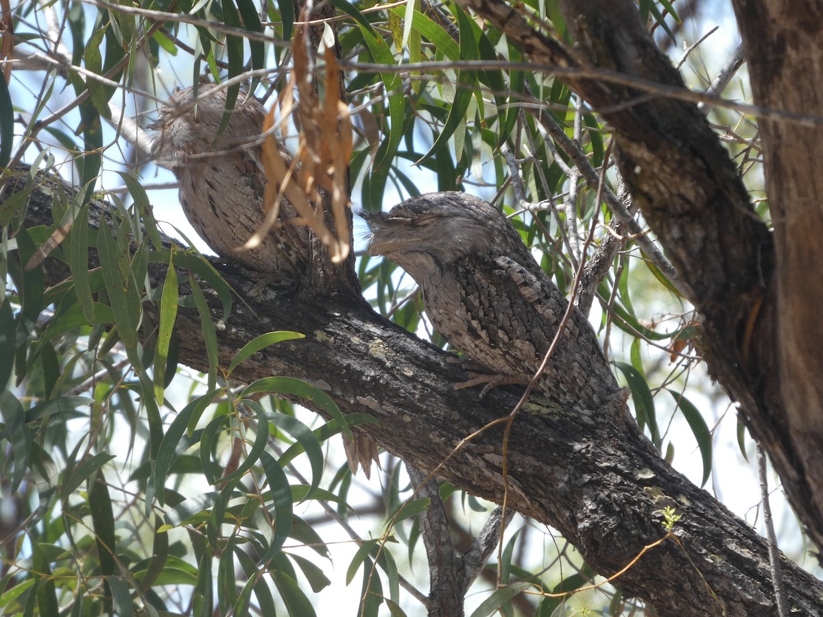 オーストラリアガマグチヨタカ - ML644278543