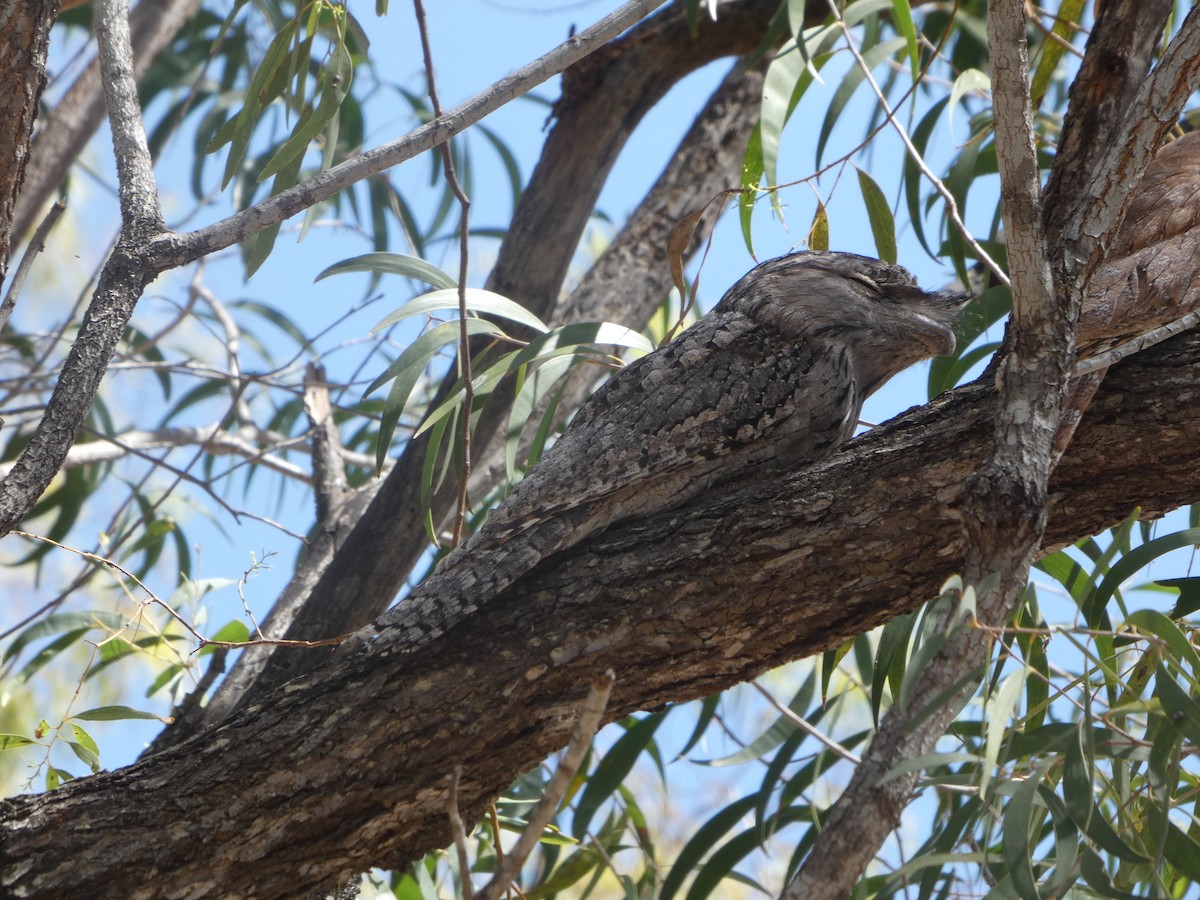 オーストラリアガマグチヨタカ - ML644278544