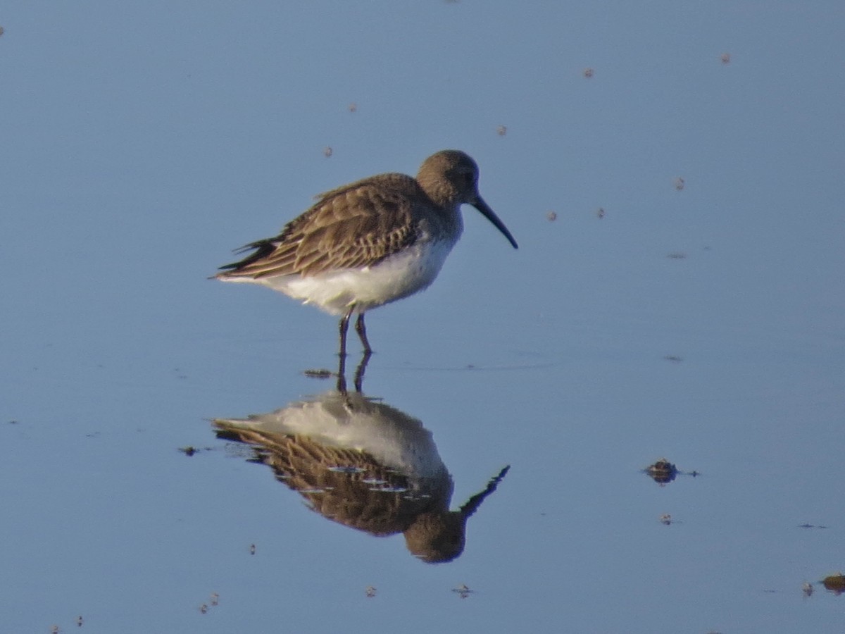 ハマシギ - ML644278546