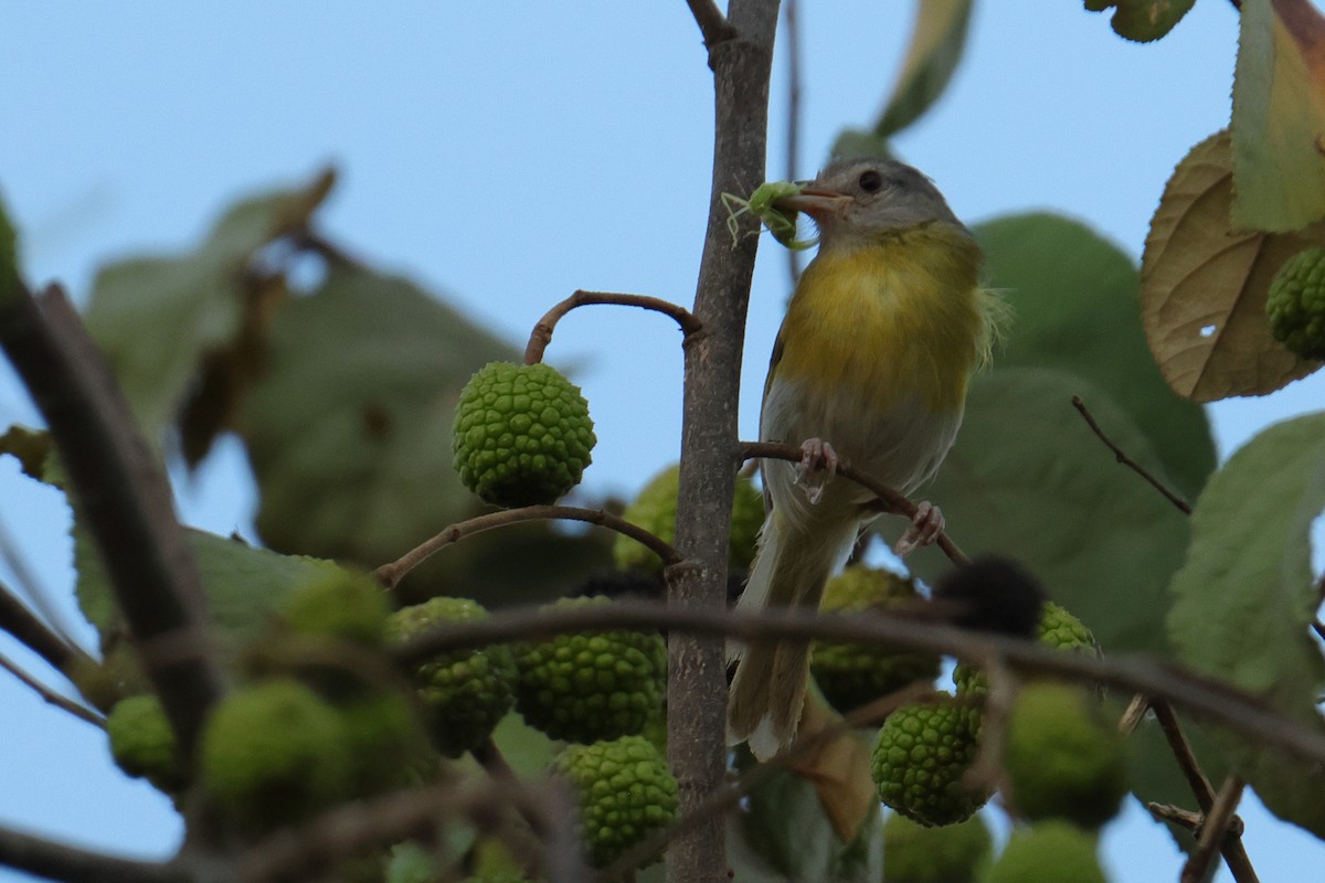 ハイガシラヒメモズモドキ - ML644278547