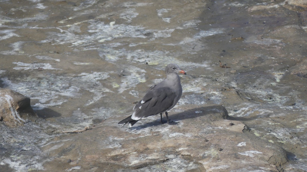 Heermann's Gull - ML644278549