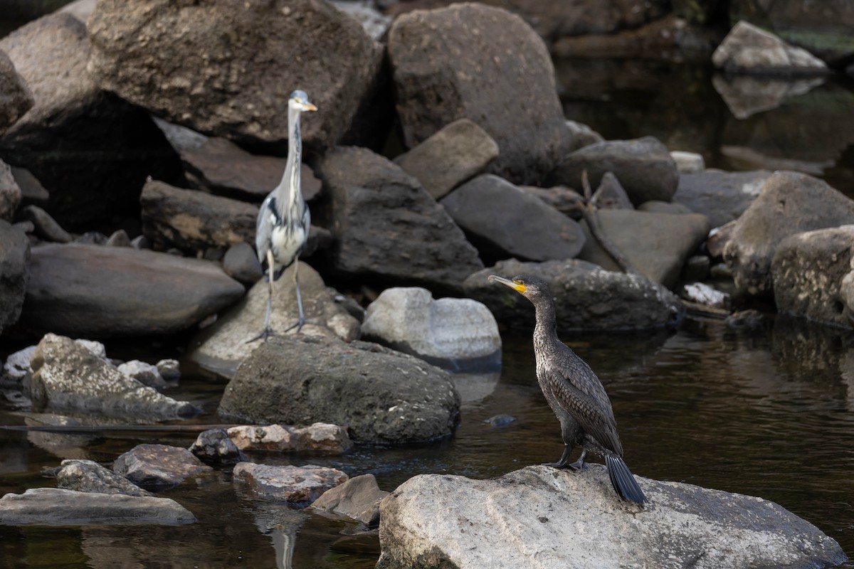 カワウ - ML644278551