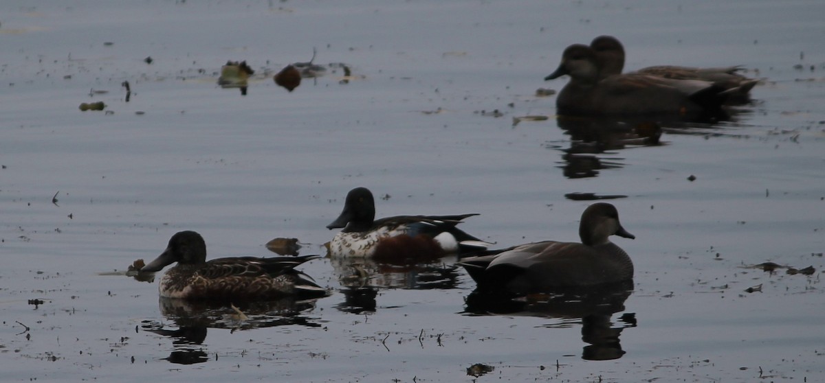 ハシビロガモ - ML644278553