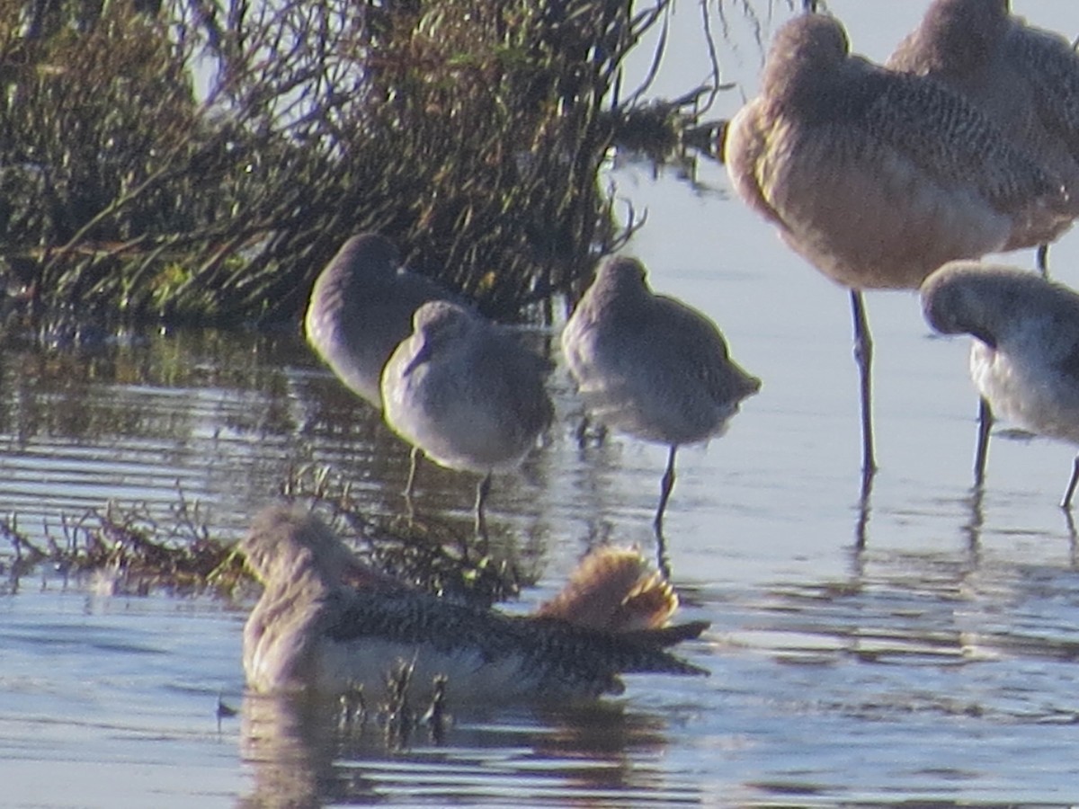 コオバシギ - ML644278554