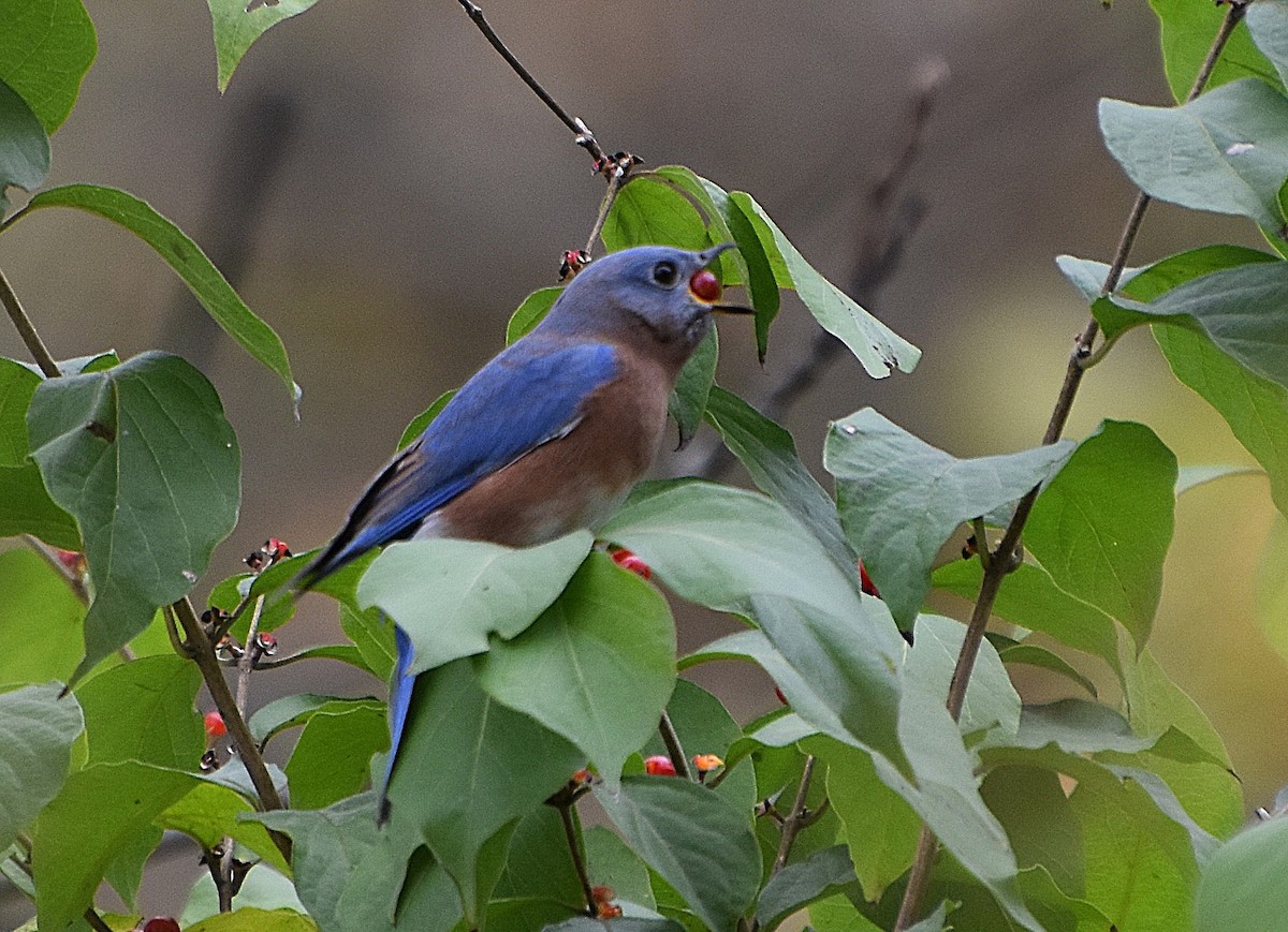 ルリツグミ - ML644278556