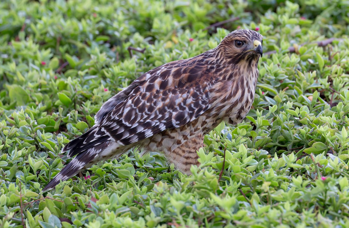 Red-shouldered Hawk - ML644278557