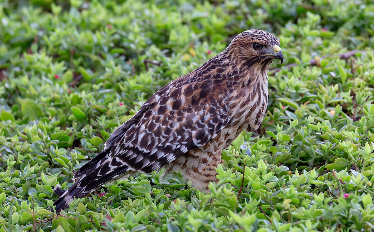 Red-shouldered Hawk - ML644278558