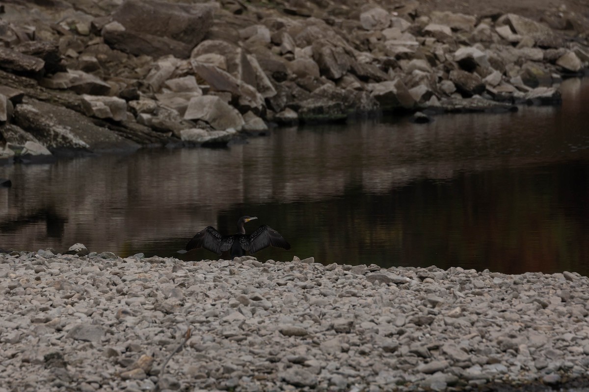 カワウ - ML644278560