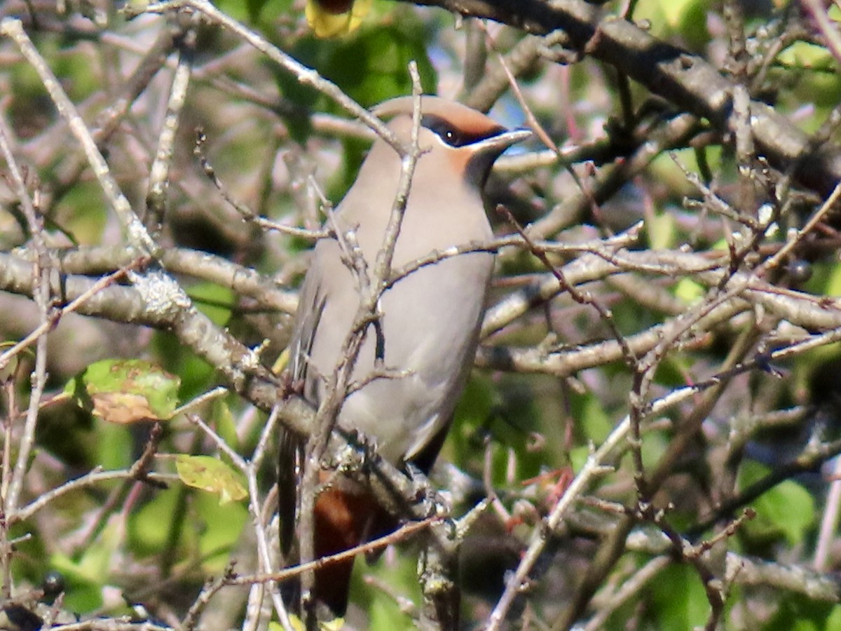 キレンジャク - ML644278562