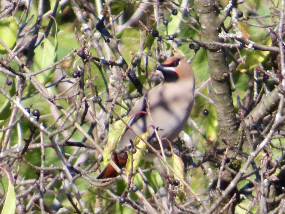 キレンジャク - ML644278563