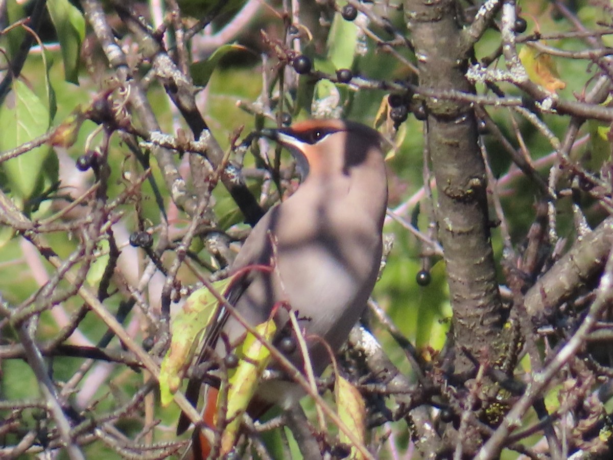 キレンジャク - ML644278564