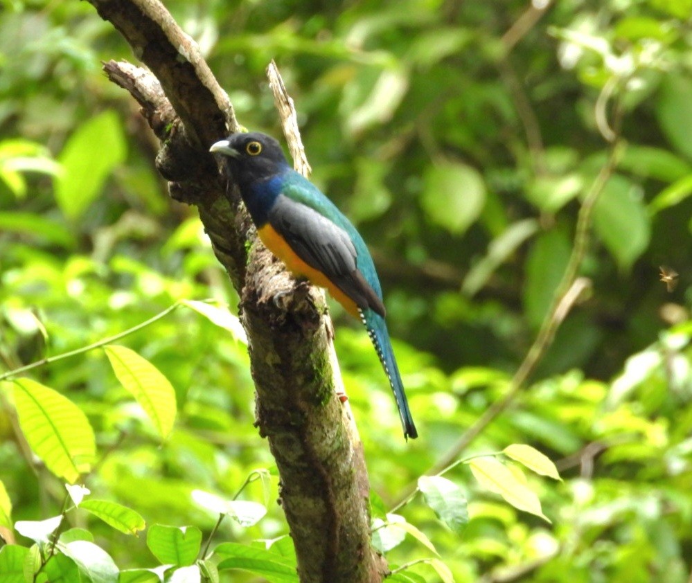 ガーターキヌバネドリ - ML644278567