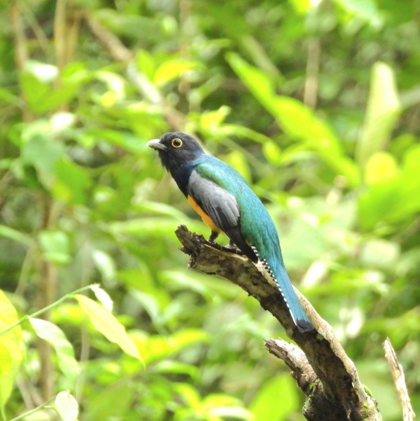 ガーターキヌバネドリ - ML644278568